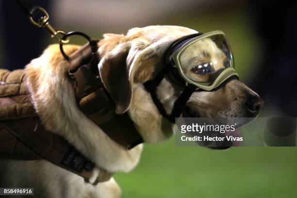 Frida, the rescue dog is seen before the match between Mexico and Trinidad & Tobago as part of the FIFA 2018 World Cup Qualifiers at Alfonso Lastras...