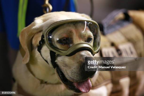 Frida, the rescue dog is seen before the match between Mexico and Trinidad & Tobago as part of the FIFA 2018 World Cup Qualifiers at Alfonso Lastras...