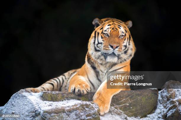 portrait of siberian tiger (panthera tigris altaica) in snow opn the top of a high rock - tigre siberiano fotografías e imágenes de stock