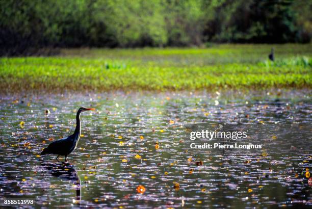 great blue heron, beaver lake, stanley park, vancouver, british columbia, canada - biodiversität stock-fotos und bilder