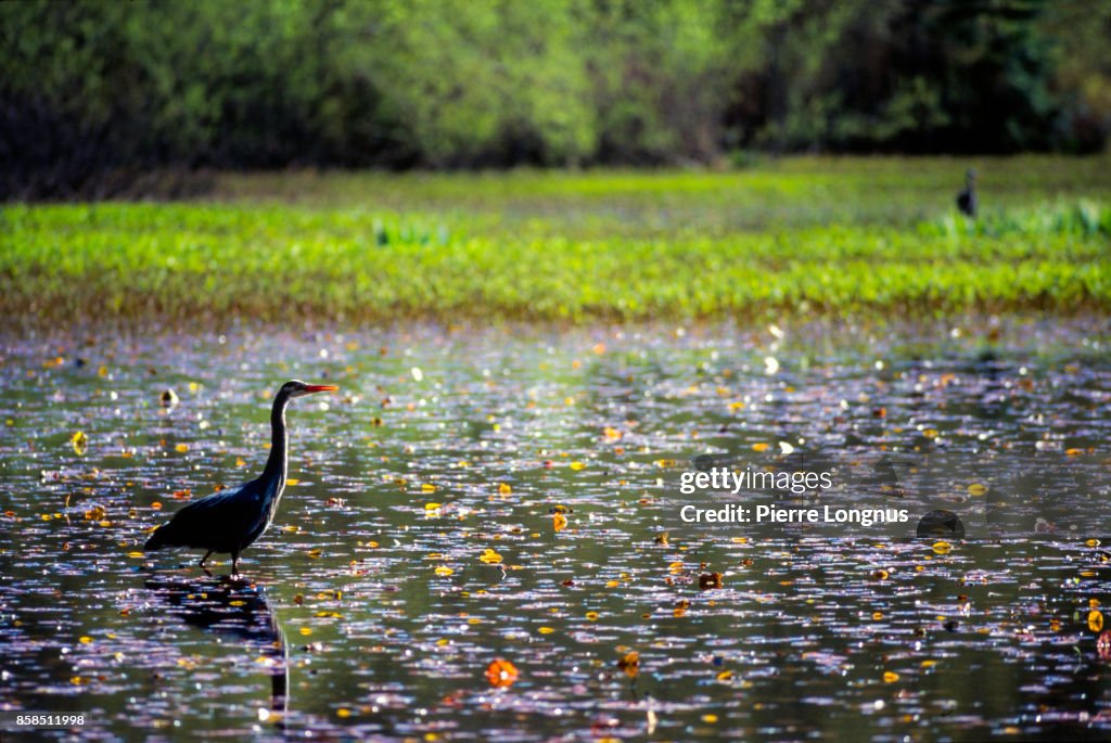 Great Blue Heron, Beaver Lake, Stanley Park, Vancouver, British Columbia, Canada