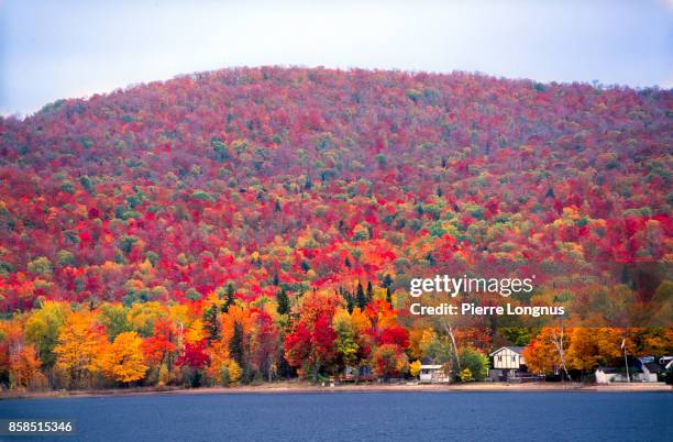 fall foliage in scenery in the region of algonquin provincial park, ontario, canada - maple tree canada stock pictures, royalty-free photos & images