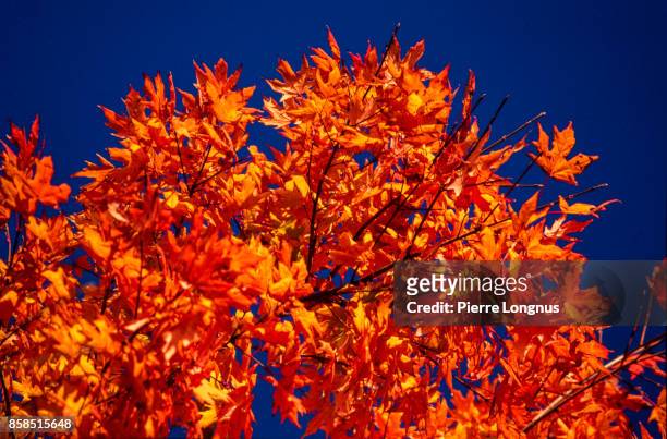 fall foliage in mount royal park, montreal, canada - canadian maple trees from below stock-fotos und bilder