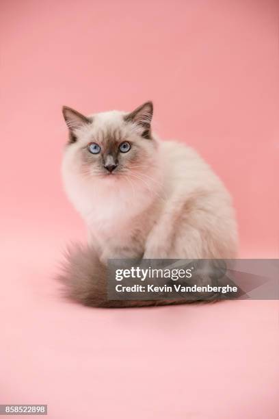 studio portrait of fluffy kitten - purebred cat - fotografias e filmes do acervo