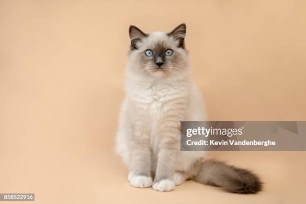 studio portrait of fluffy kitten - purebred cat stock pictures, royalty-free photos & images