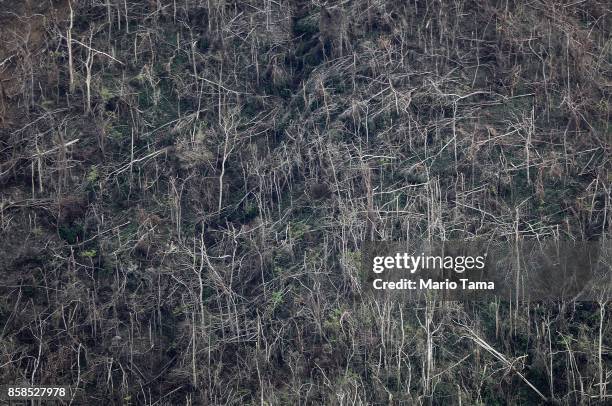 Hurricane-ravaged trees on a mountainside more than two weeks after Hurricane Maria swept through the island on October 6, 2017 in Morovis, Puerto...