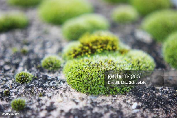 green moss - bryophyte stock pictures, royalty-free photos & images