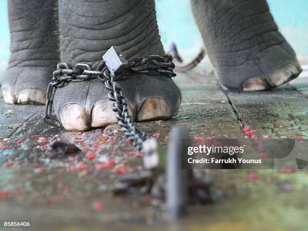 chained elephant - animal leg stock pictures, royalty-free photos & images