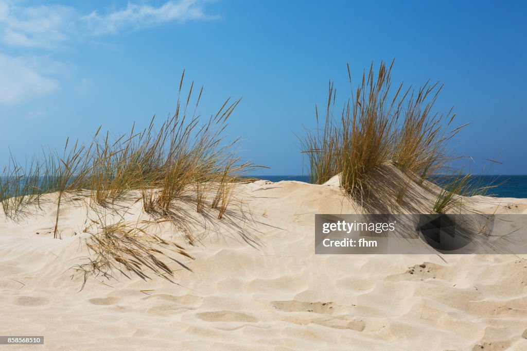 Dune grass on the beach of mediterranean sea
