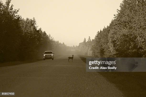 deer caught in headlights - one animal stock pictures, royalty-free photos & images