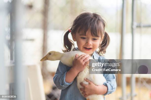 etniska flicka poserar med sin sällskapsdjur kyckling - baby chicken bildbanksfoton och bilder