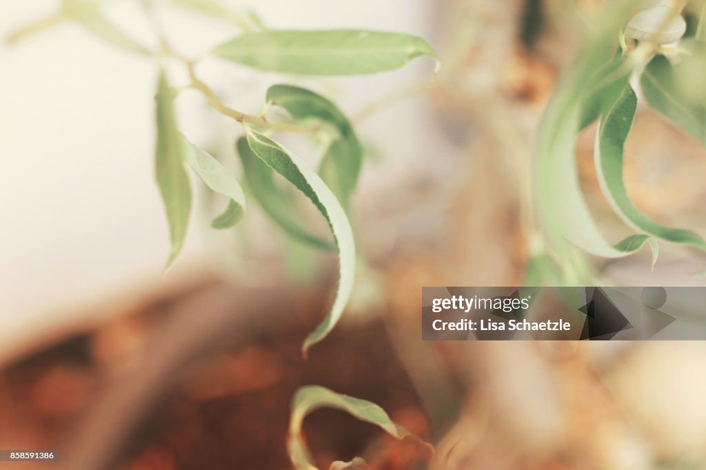 Delicate green leaves