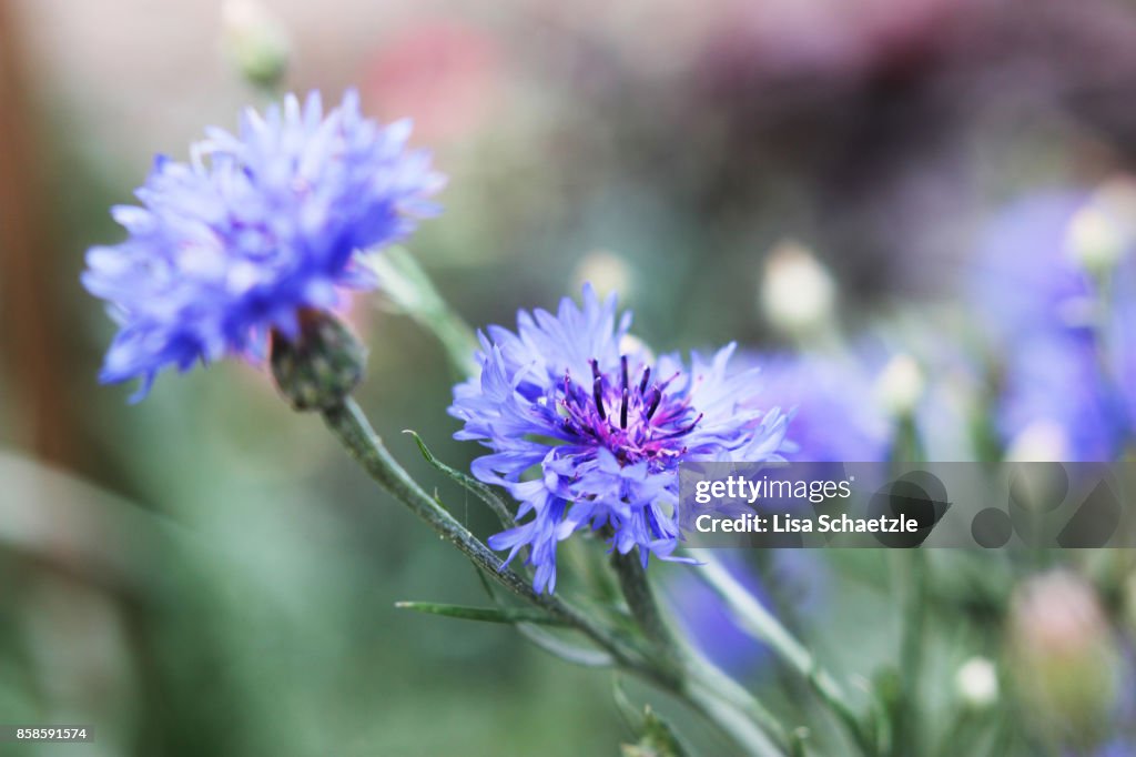 Close up of blue cornflowers