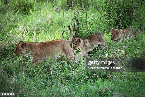 Lion family with one male, 2 female and about 4 children on March 20, 2009 in Masai Mara National Park Nairobi, Kenya. Named of the local ethnic...