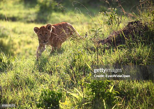 Lion family with one male, 2 female and about 4 children on March 20, 2009 in Masai Mara National Park Nairobi, Kenya. Named of the local ethnic...