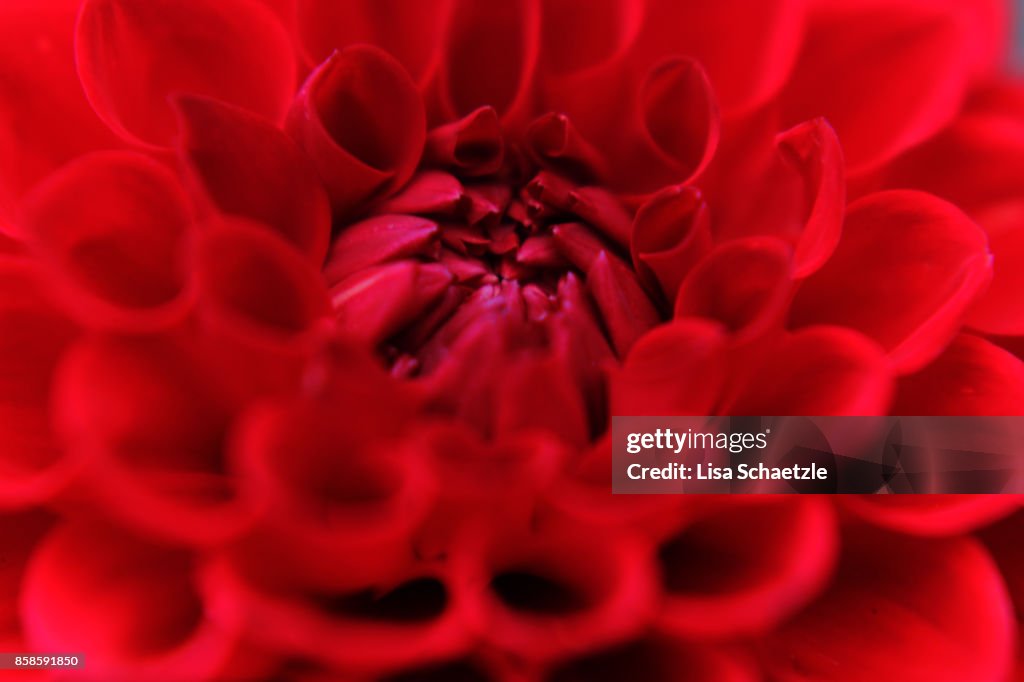 Close Up of a dahlia