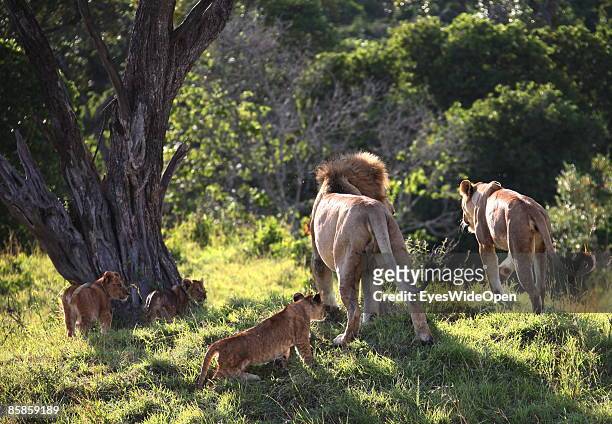 Lion family with one male, 2 female and about 4 children on March 20, 2009 in Masai Mara National Park Nairobi, Kenya. Named of the local ethnic...