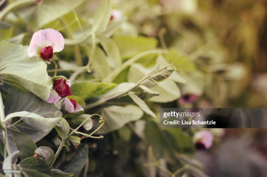 Flowering bush beans