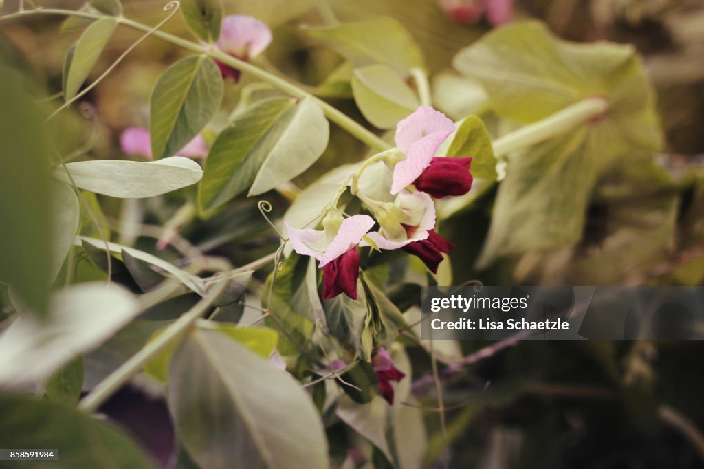 Flowering bush beans