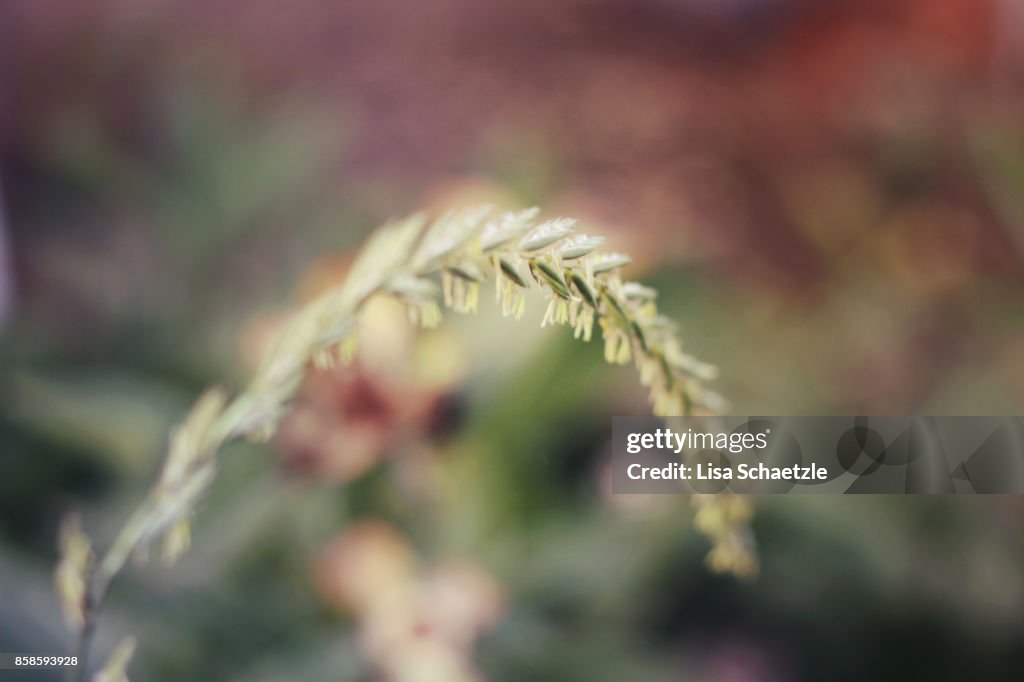 Close up of ornamental grasses