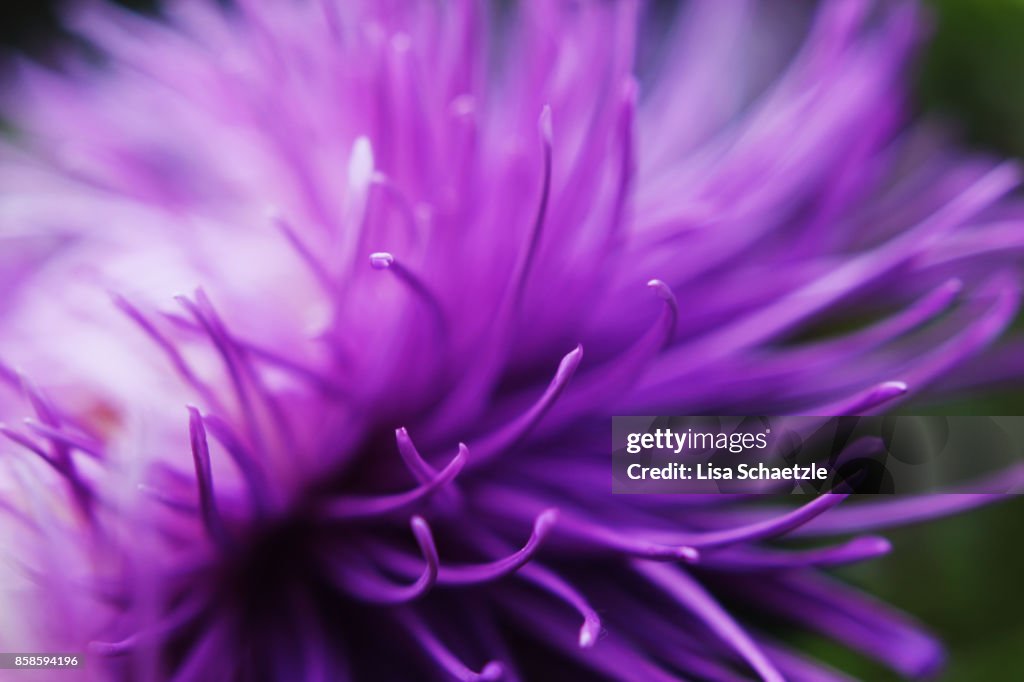 Full Frame Shot of a purple flower