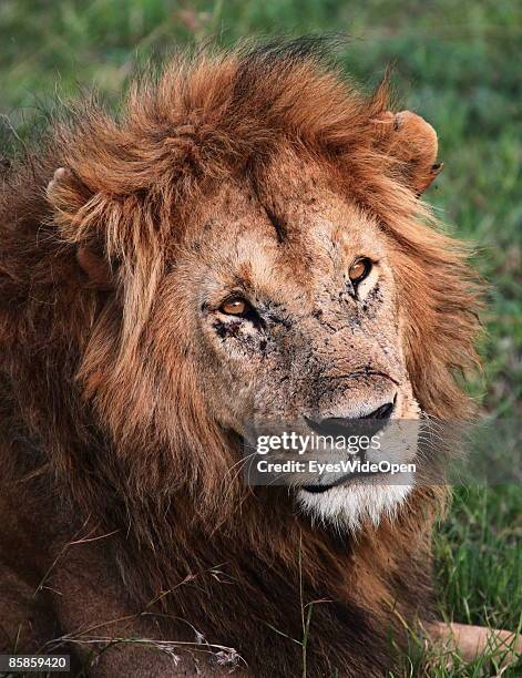 Lion family with one male, 2 female and about 4 children on March 20, 2009 in Masai Mara National Park Nairobi, Kenya. Named of the local ethnic...