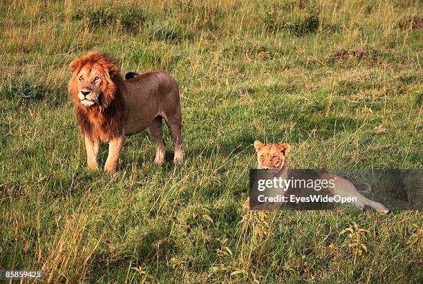 Lion family with one male, 2 female and about 4 children on March 20, 2009 in Masai Mara National Park Nairobi, Kenya. Named of the local ethnic...