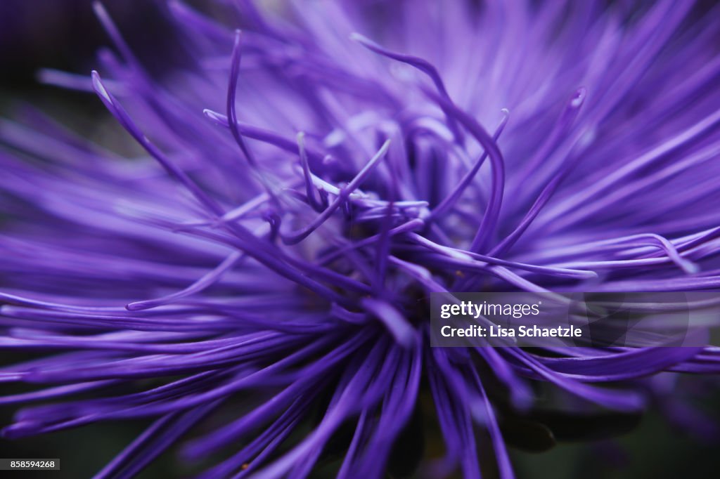 Full Frame Shot of a purple flower
