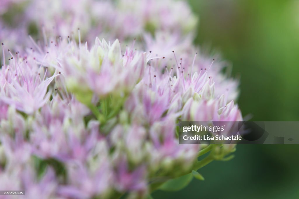 Close Up of tiny pink flowers