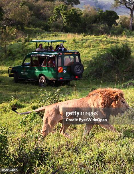 Tourists in a safari jeep watching a lion family with one male, 2 female and about 4 children on March 20, 2009 in Masai Mara National Park Nairobi,...