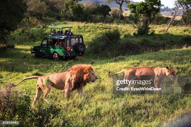 Tourists in a safari jeep watching a lion family with one male, 2 female and about 4 children on March 20, 2009 in Masai Mara National Park Nairobi,...