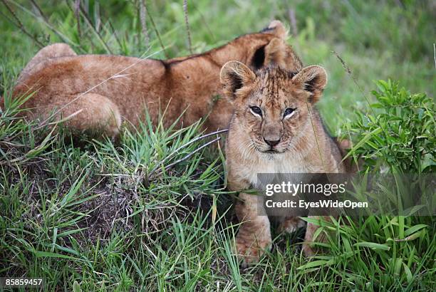 Lion family with one male, 2 female and about 4 children on March 20, 2009 in Masai Mara National Park Nairobi, Kenya. Named of the local ethnic...