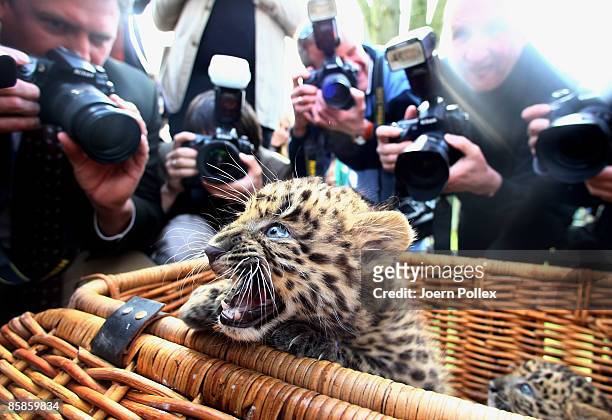 Zhang Jie and Zhongni, two six-week-old North Chinese Leopards are seen during a name giving ceremony at Hagenbeck Zoo on April 8, 2009 in Hamburg,...