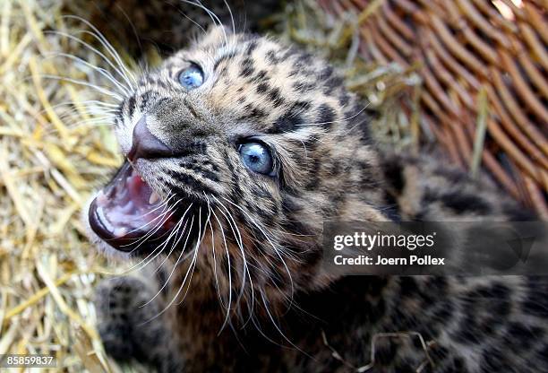 Zhang Jie and Zhongni, two six-week-old North Chinese Leopards are seen during a name giving ceremony at Hagenbeck Zoo on April 8, 2009 in Hamburg,...