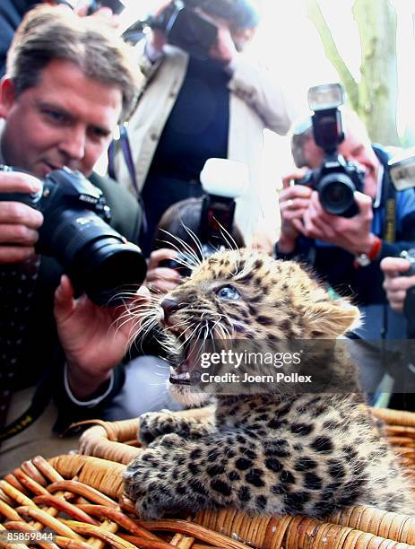 Zhang Jie and Zhongni, two six-week-old North Chinese Leopards are seen during a name giving ceremony at Hagenbeck Zoo on April 8, 2009 in Hamburg,...