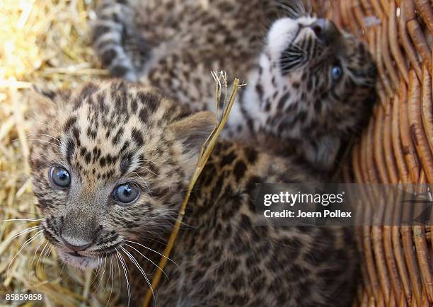 Zhang Jie and Zhongni, two six-week-old North Chinese Leopards are seen during a name giving ceremony at Hagenbeck Zoo on April 8, 2009 in Hamburg,...