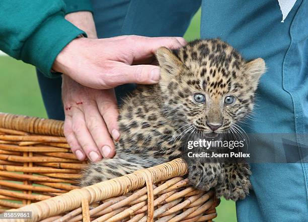 One of the two six-week-old North Chinese Leopards, named Zhang Jie and Zhongni, is seen during a name giving ceremony at Hagenbeck Zoo on April 8,...