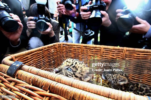 Zhang Jie and Zhongni, two six-week-old North Chinese Leopards are seen during a name giving ceremony at Hagenbeck Zoo on April 8, 2009 in Hamburg,...