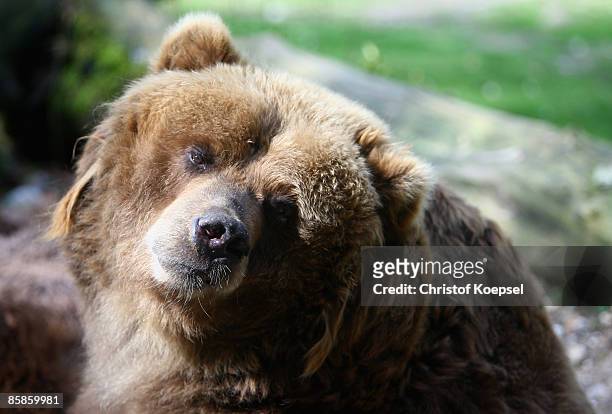 Kodiak bear enjoys lying in the sun at the Wuppertal Zoo on April 8, 2009 in Wuppertal, Germany.