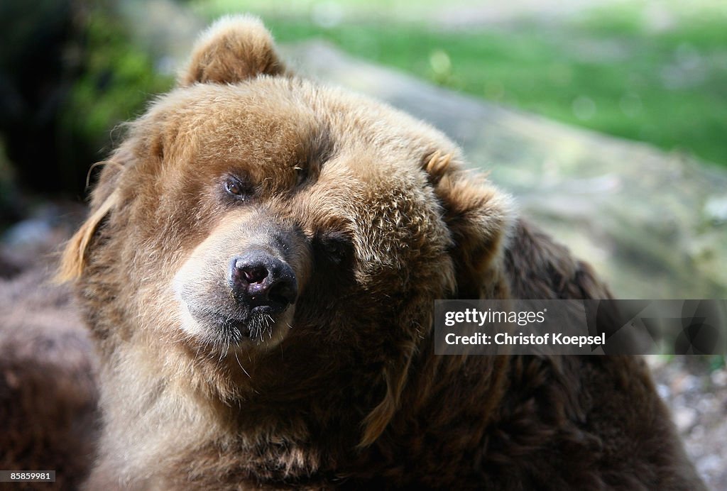 Animals Of Wuppertal Zoo