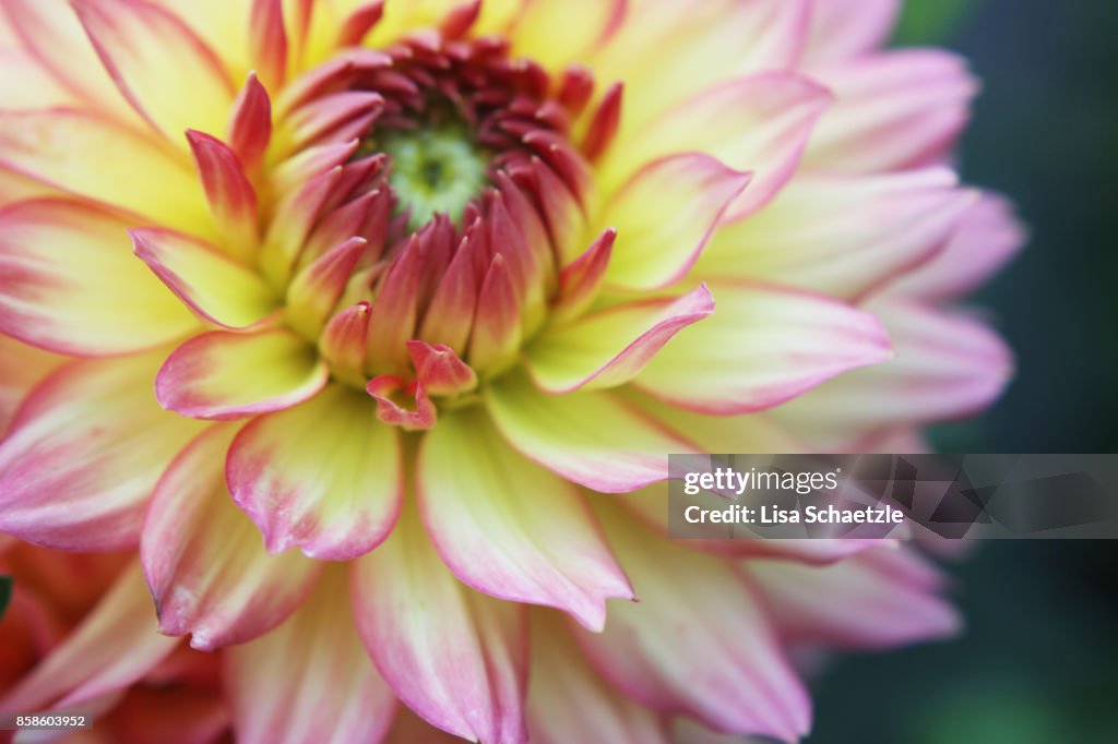 Blooming Dahlia