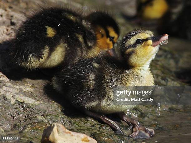 Duck Springy 2,063 Spring Duckling Stock Photos, High-Res Pictures, and Images ...