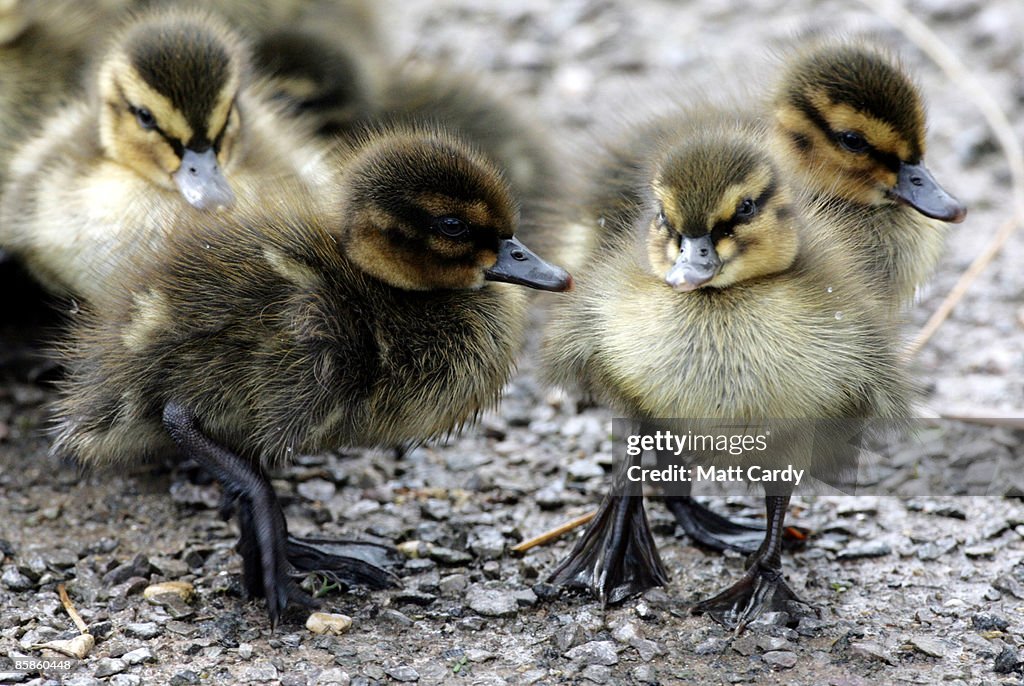 Spring Has Arrived At Slimbridge Wetlands Wildlife Centre