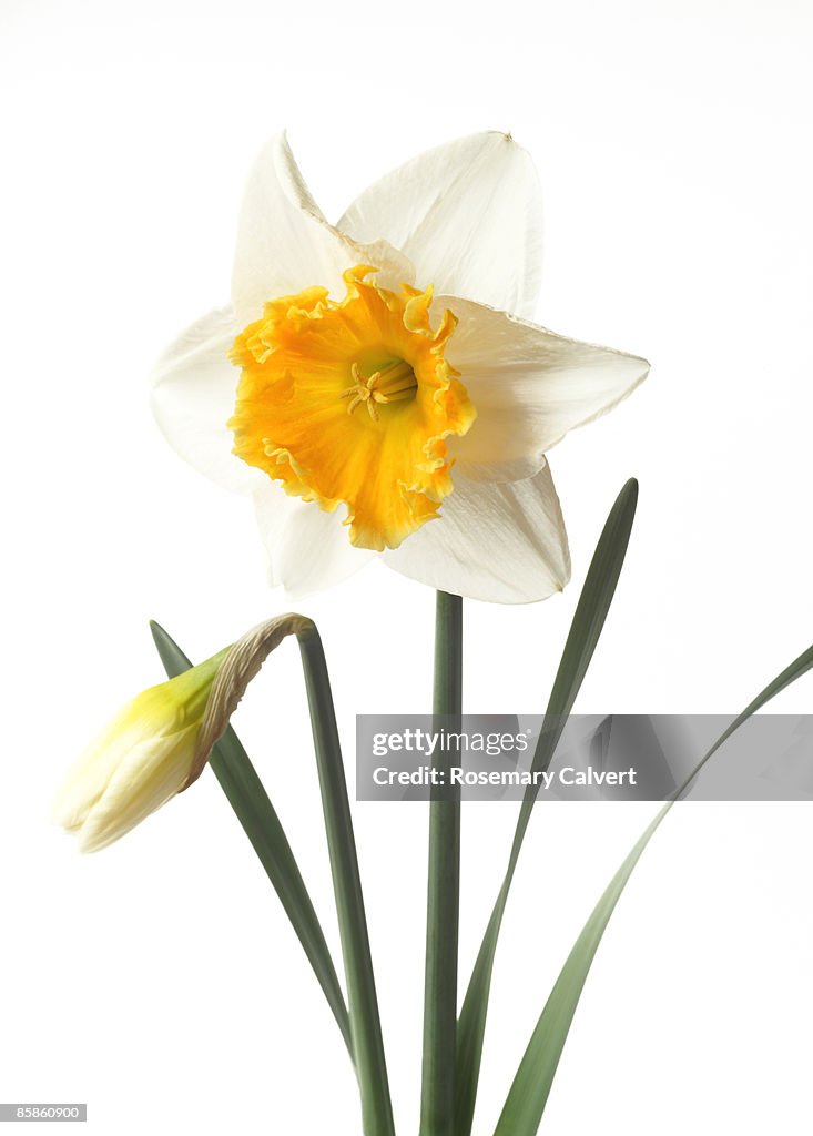 White daffodil with orange trumpet and bud.