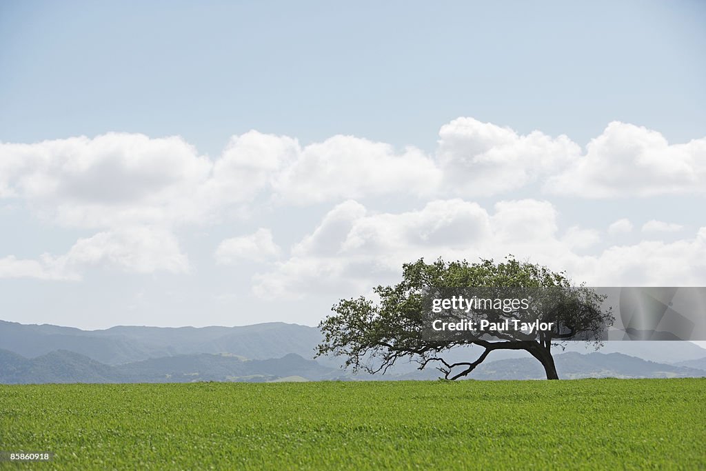 Tree in field