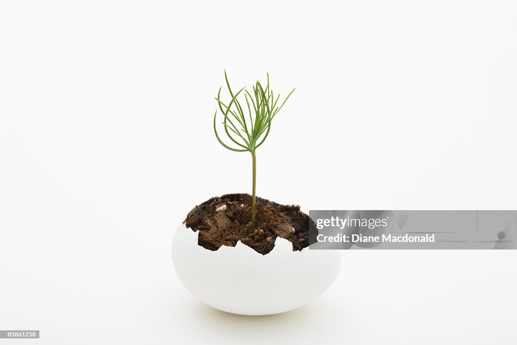 A seedling growing from an eggshell