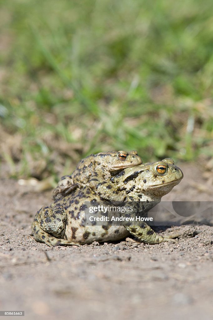 Common Toad (Bufo bufo)