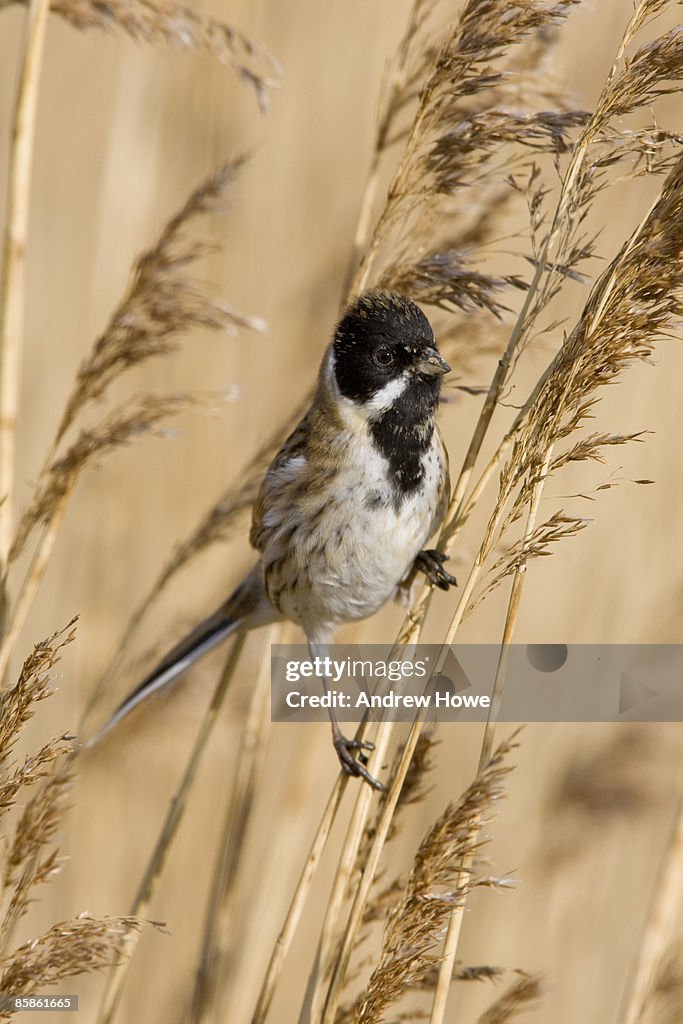 Reed Bunting (Emberiza schoeniclus)