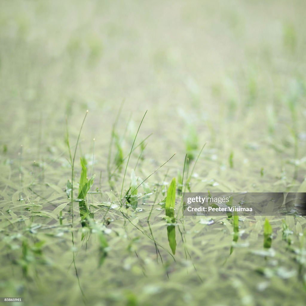 Wet grass