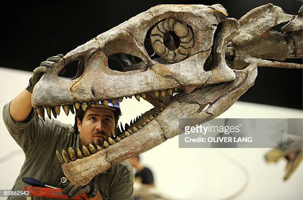 Man inspects the mandibles of a 12 meters long Lessemsaurus dinosaur on April 8, 2009 at the Lokschuppen exhibition hall in Rosenheim, southern...
